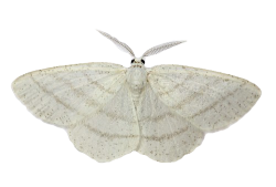 image of a moth